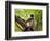 Monkey in Jungle of Ranthambore National Park, Rajasthan, India-Bill Bachmann-Framed Photographic Print