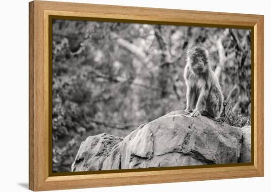 Monkey in the Central Park Zoo in NYC in Black and White-null-Framed Stretched Canvas