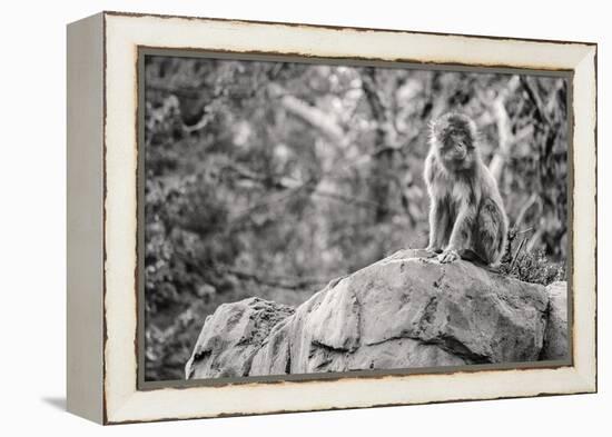 Monkey in the Central Park Zoo in NYC in Black and White-null-Framed Stretched Canvas