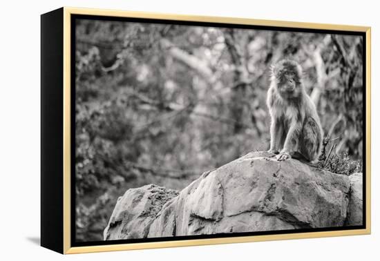 Monkey in the Central Park Zoo in NYC in Black and White-null-Framed Stretched Canvas