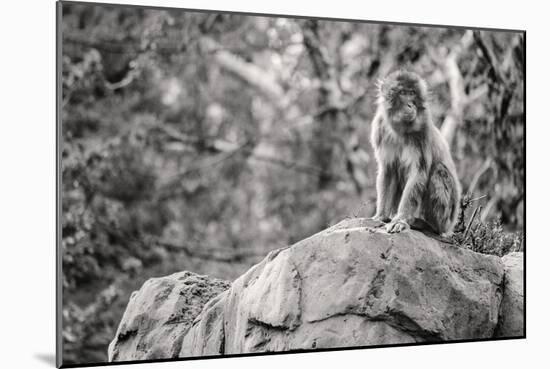 Monkey in the Central Park Zoo in NYC in Black and White-null-Mounted Photo