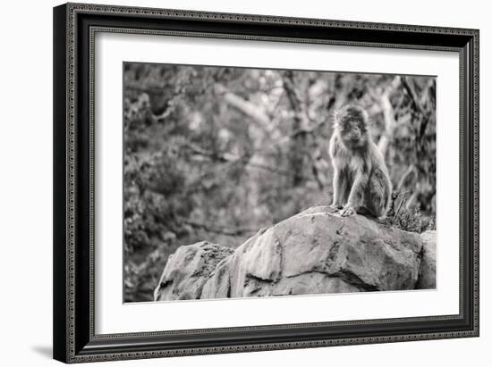 Monkey in the Central Park Zoo in NYC in Black and White-null-Framed Photo