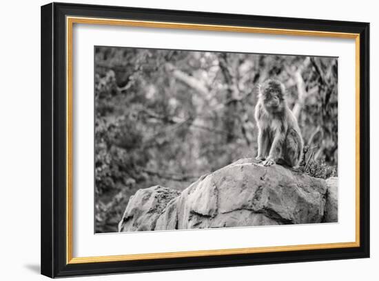 Monkey in the Central Park Zoo in NYC in Black and White-null-Framed Photo