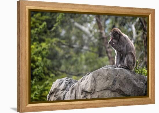 Monkey in the Central Park Zoo in NYC-null-Framed Stretched Canvas