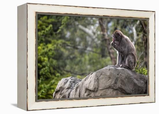 Monkey in the Central Park Zoo in NYC-null-Framed Stretched Canvas