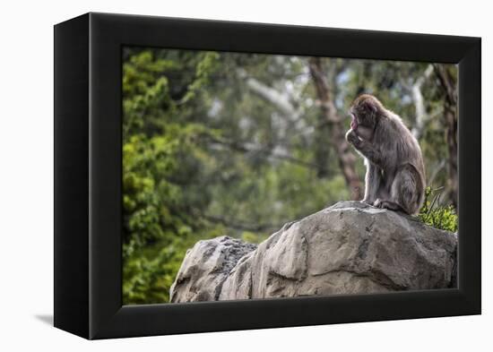 Monkey in the Central Park Zoo in NYC-null-Framed Stretched Canvas