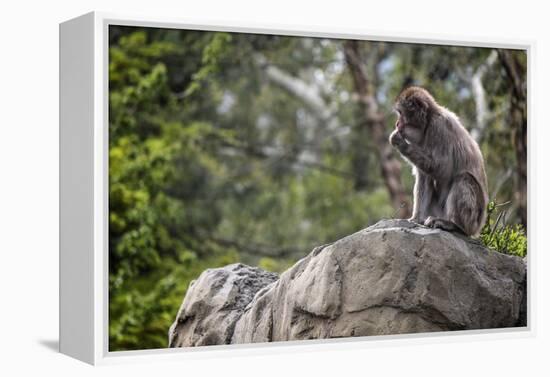 Monkey in the Central Park Zoo in NYC-null-Framed Stretched Canvas