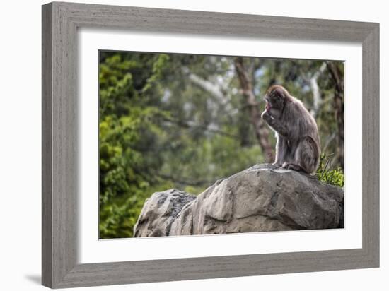 Monkey in the Central Park Zoo in NYC-null-Framed Photo