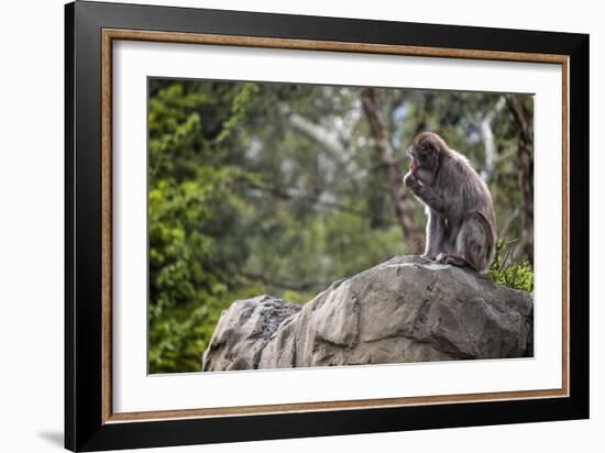 Monkey in the Central Park Zoo in NYC-null-Framed Photo