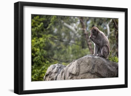 Monkey in the Central Park Zoo in NYC-null-Framed Photo