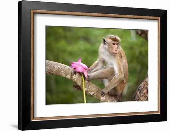 Monkey in the Temple District of the Dambulla Cave Temple, Sri Lanka-null-Framed Art Print