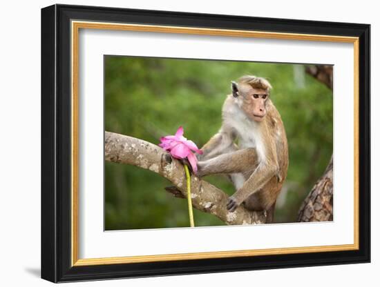 Monkey in the Temple District of the Dambulla Cave Temple, Sri Lanka-null-Framed Art Print