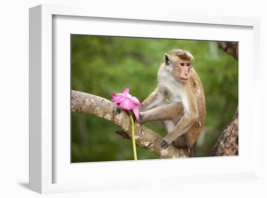 Monkey in the Temple District of the Dambulla Cave Temple, Sri Lanka-null-Framed Art Print