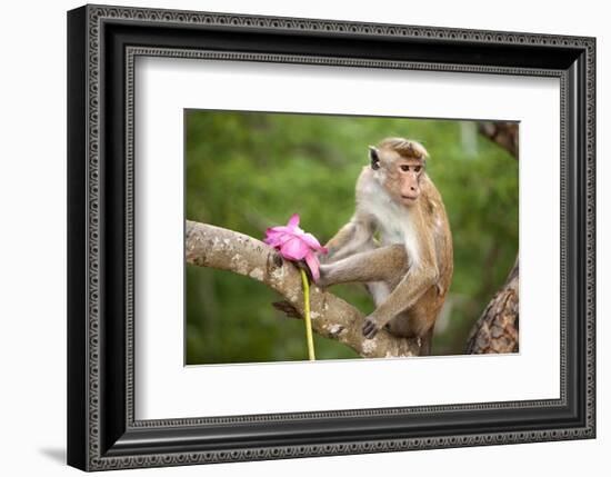 Monkey in the Temple District of the Dambulla Cave Temple, Sri Lanka-null-Framed Art Print