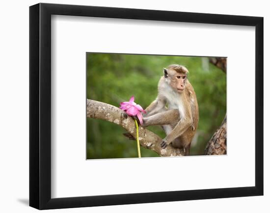 Monkey in the Temple District of the Dambulla Cave Temple, Sri Lanka-null-Framed Art Print