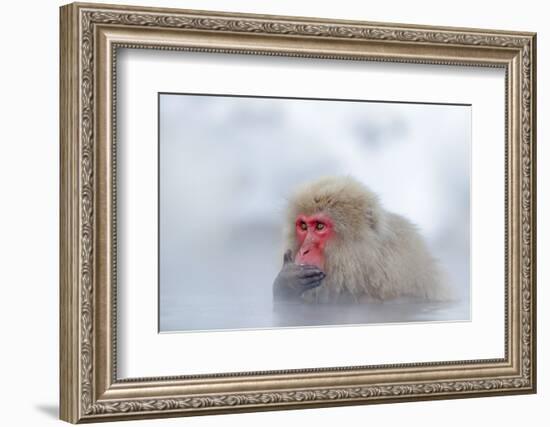 Monkey Japanese Macaque, Macaca Fuscata, Red Face Portrait in the Cold Water with Fog and Snow, Han-Ondrej Prosicky-Framed Photographic Print