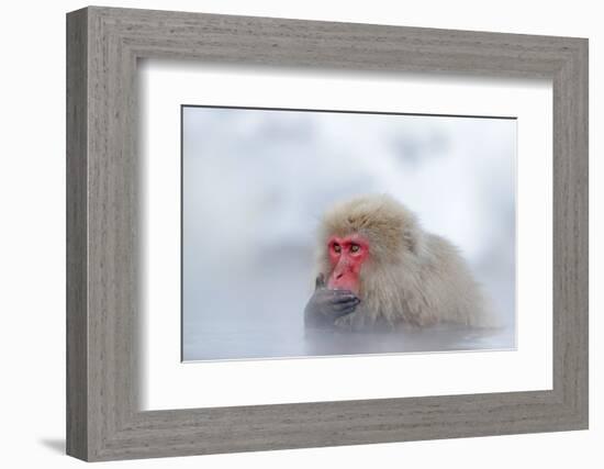 Monkey Japanese Macaque, Macaca Fuscata, Red Face Portrait in the Cold Water with Fog and Snow, Han-Ondrej Prosicky-Framed Photographic Print