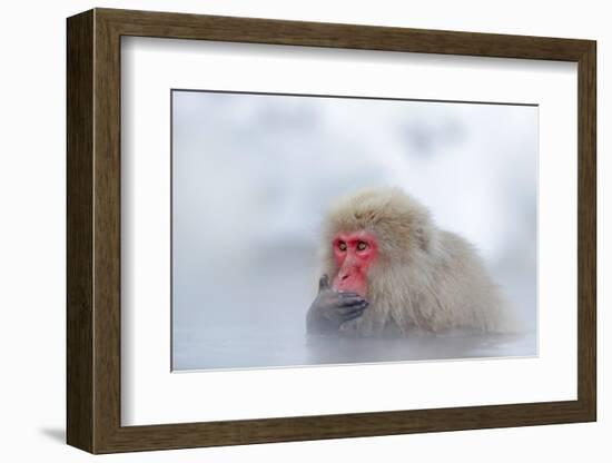 Monkey Japanese Macaque, Macaca Fuscata, Red Face Portrait in the Cold Water with Fog and Snow, Han-Ondrej Prosicky-Framed Photographic Print