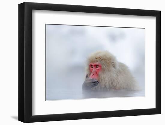 Monkey Japanese Macaque, Macaca Fuscata, Red Face Portrait in the Cold Water with Fog and Snow, Han-Ondrej Prosicky-Framed Photographic Print