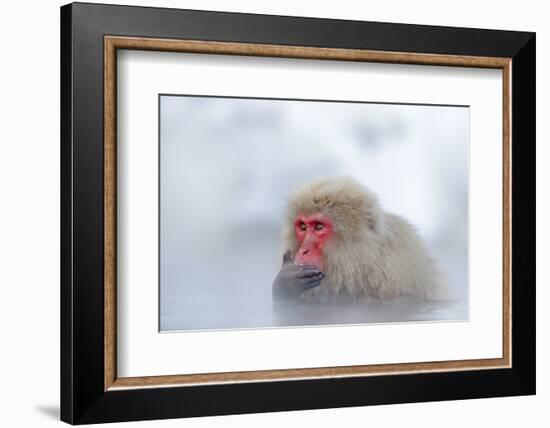 Monkey Japanese Macaque, Macaca Fuscata, Red Face Portrait in the Cold Water with Fog and Snow, Han-Ondrej Prosicky-Framed Photographic Print