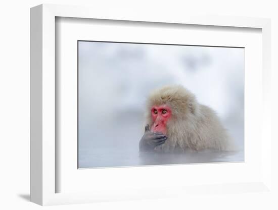 Monkey Japanese Macaque, Macaca Fuscata, Red Face Portrait in the Cold Water with Fog and Snow, Han-Ondrej Prosicky-Framed Photographic Print