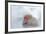 Monkey Japanese Macaque, Macaca Fuscata, Red Face Portrait in the Cold Water with Fog and Snow, Han-Ondrej Prosicky-Framed Photographic Print