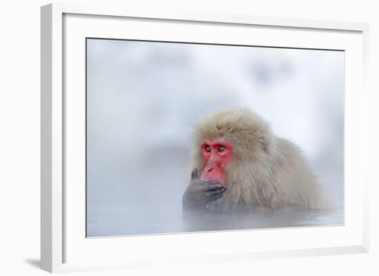 Monkey Japanese Macaque, Macaca Fuscata, Red Face Portrait in the Cold Water with Fog and Snow, Han-Ondrej Prosicky-Framed Photographic Print