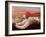 Monkey Picnic-Lincoln Seligman-Framed Giclee Print