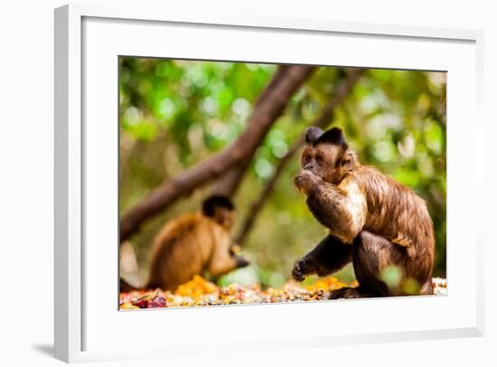 Monkey Reserve, Johannesburg, South Africa, Africa-Laura Grier-Framed Photographic Print