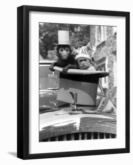 Monkey's at Kilverstone Wildlife Park 1983-Arthur Sidey-Framed Photographic Print