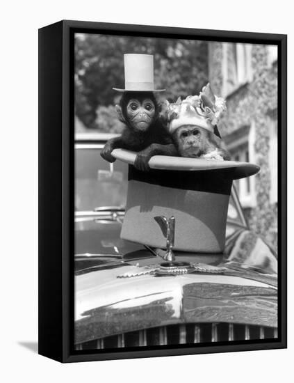 Monkey's at Kilverstone Wildlife Park 1983-Arthur Sidey-Framed Premier Image Canvas