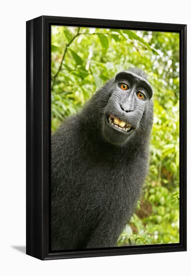 Monkey Selfie-David Slater-Framed Premier Image Canvas