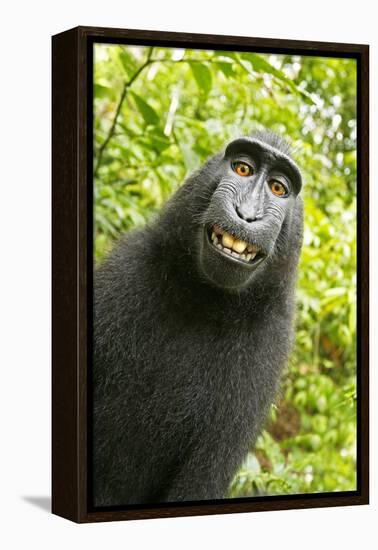 Monkey Selfie-David Slater-Framed Premier Image Canvas