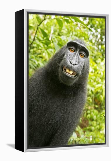 Monkey Selfie-David Slater-Framed Premier Image Canvas