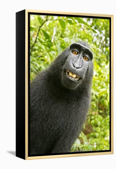 Monkey Selfie-David Slater-Framed Premier Image Canvas