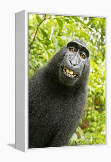 Monkey Selfie-David Slater-Framed Premier Image Canvas