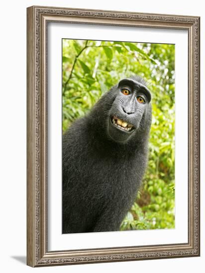 Monkey Selfie-David Slater-Framed Photographic Print