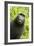 Monkey Selfie-David Slater-Framed Photographic Print