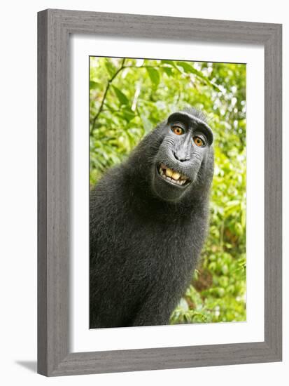 Monkey Selfie-David Slater-Framed Photographic Print