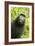 Monkey Selfie-David Slater-Framed Photographic Print