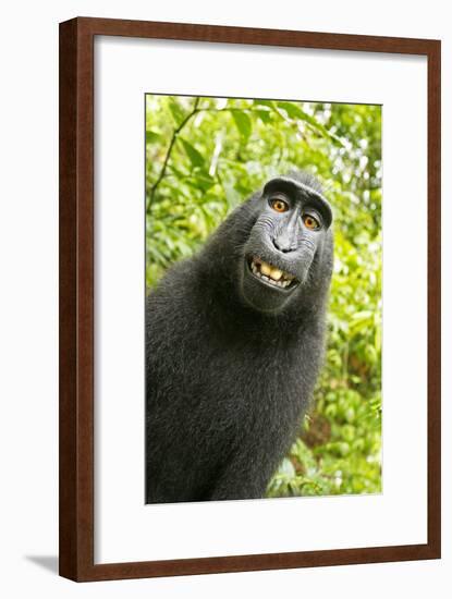 Monkey Selfie-David Slater-Framed Photographic Print