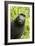 Monkey Selfie-David Slater-Framed Photographic Print