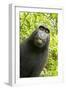 Monkey Selfie-David Slater-Framed Photographic Print