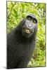 Monkey Selfie-David Slater-Mounted Photographic Print