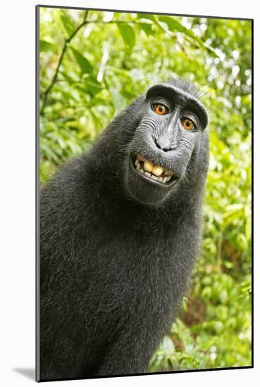 Monkey Selfie-David Slater-Mounted Photographic Print