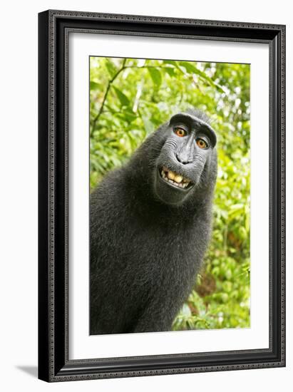 Monkey Selfie-David Slater-Framed Photographic Print