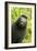 Monkey Selfie-David Slater-Framed Photographic Print