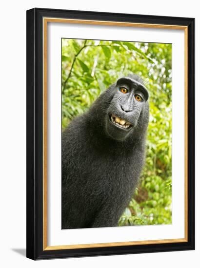 Monkey Selfie-David Slater-Framed Photographic Print