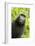 Monkey Selfie-David Slater-Framed Photographic Print