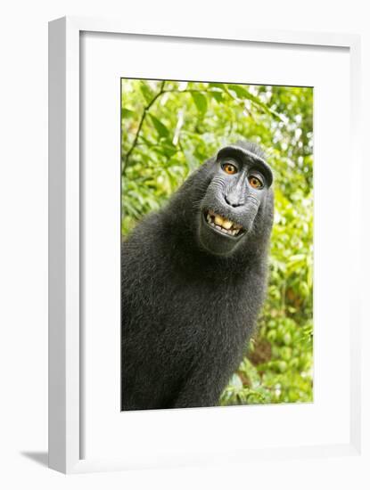 Monkey Selfie-David Slater-Framed Photographic Print